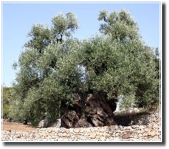 Ulivo secolare